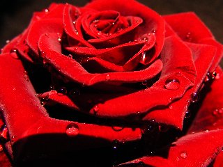 Rosa rossa bagnata macro