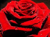 rosa rossa bagnata macro