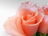 Bella rosa delicata
