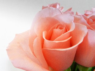Bella rosa delicata