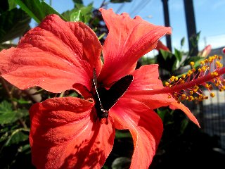 Farfalla al centro di un fiore