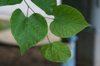 Foglie verdi a cuore