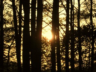 Luce attraverso gli alberi