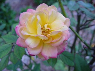Romantica rosa variopinta