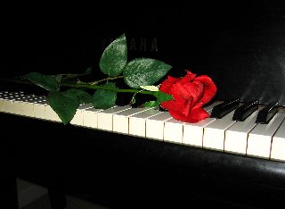 Rosa rossa su pianoforte