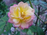 Romantica rosa variopinta