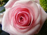 Rosa delicata
