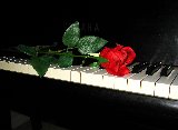 Rosa rossa su pianoforte